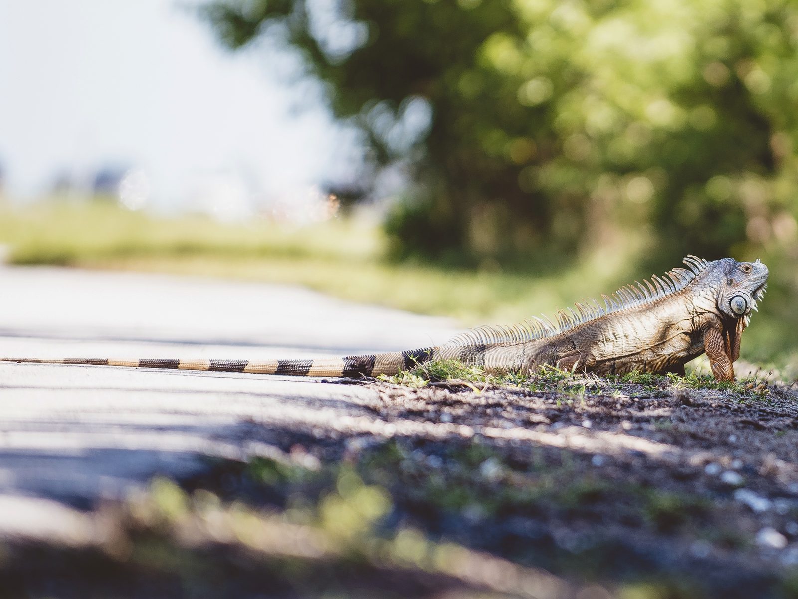 Wildlife removal work near Council Bluffs, IA