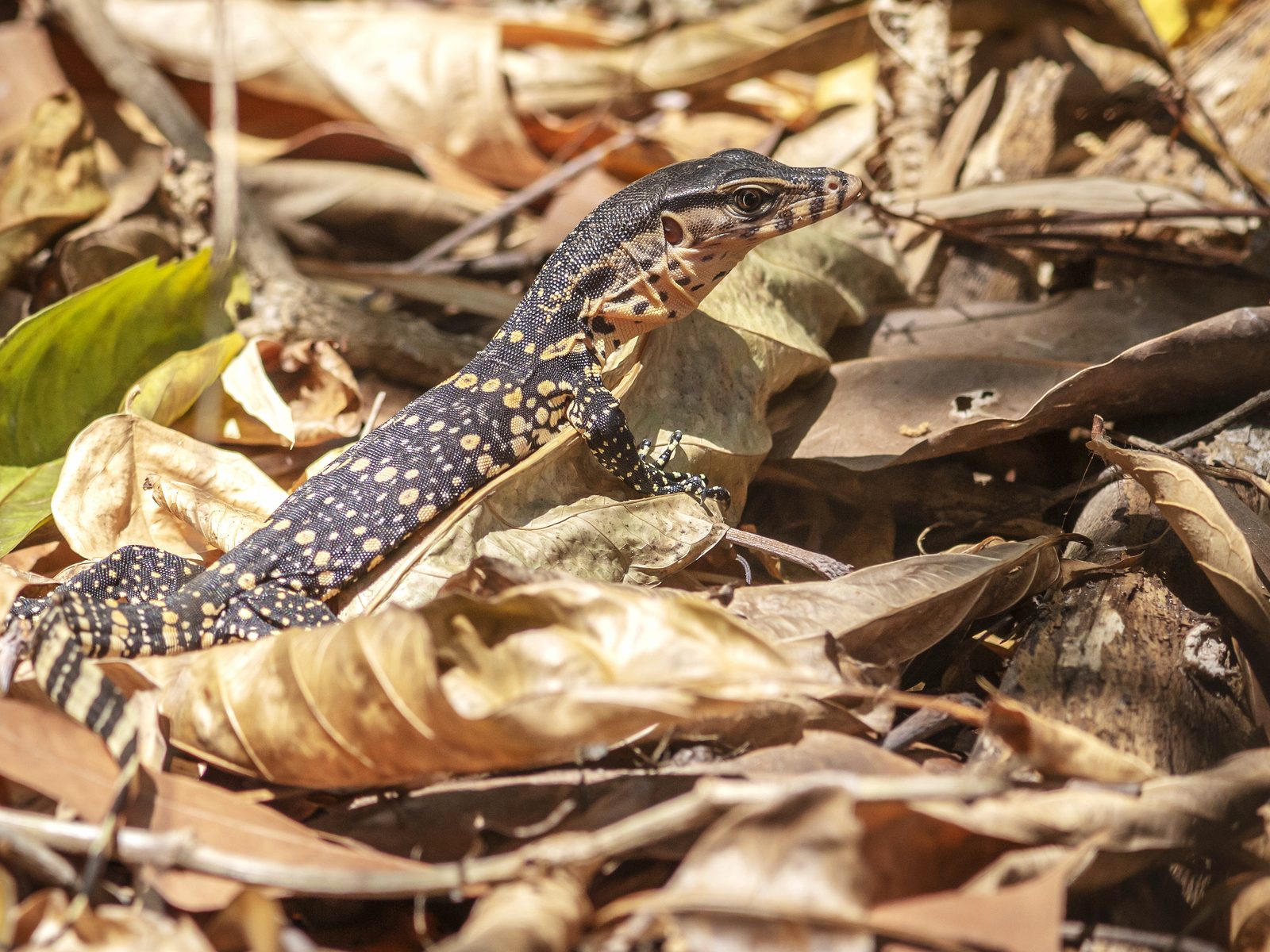 Wildlife removal work near Webb City, MO