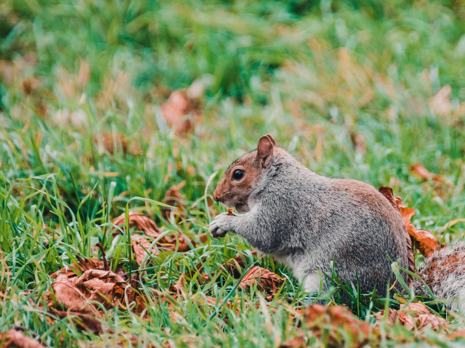 Wildlife removal work near White Pine, TN