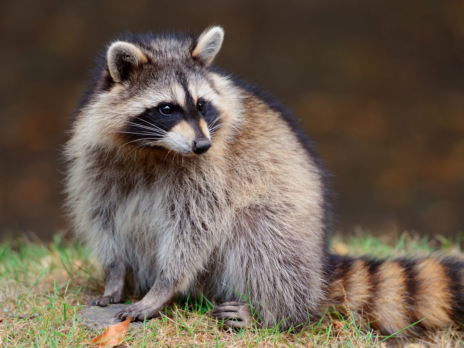 Wildlife removal work near Harrison, AR