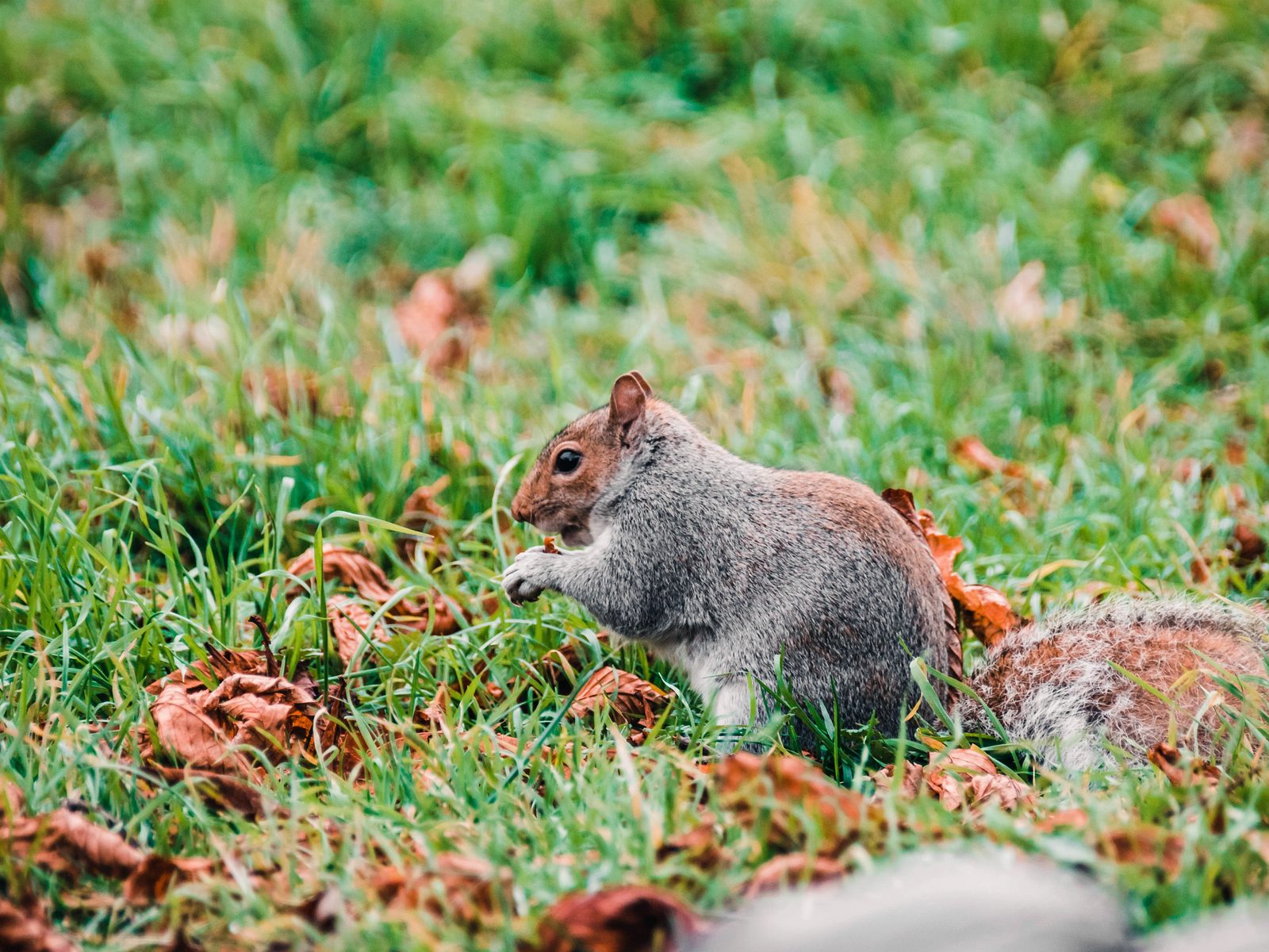 Wildlife removal work near Parrottsville, TN