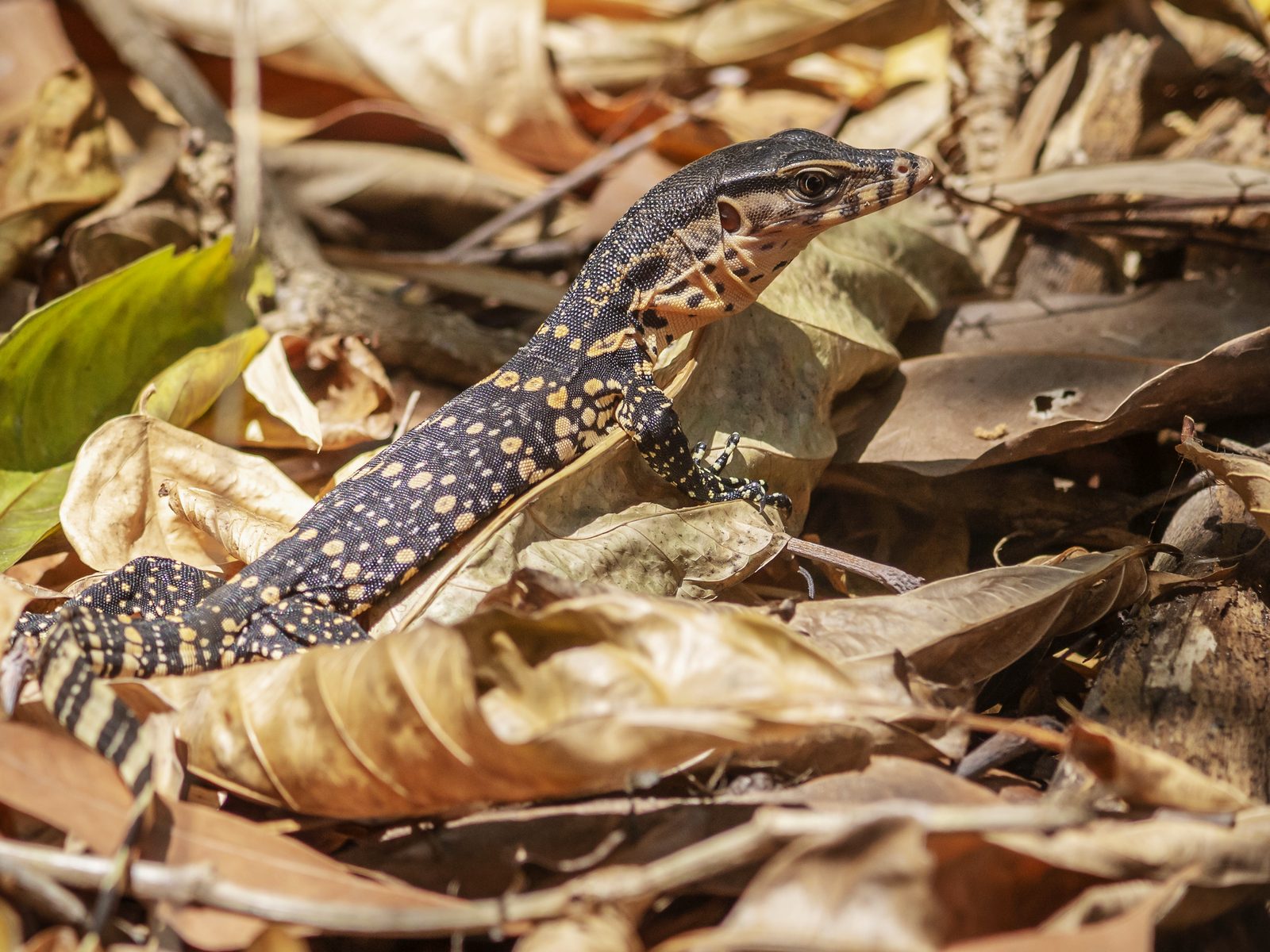 Wildlife removal work near Harrogate, TN