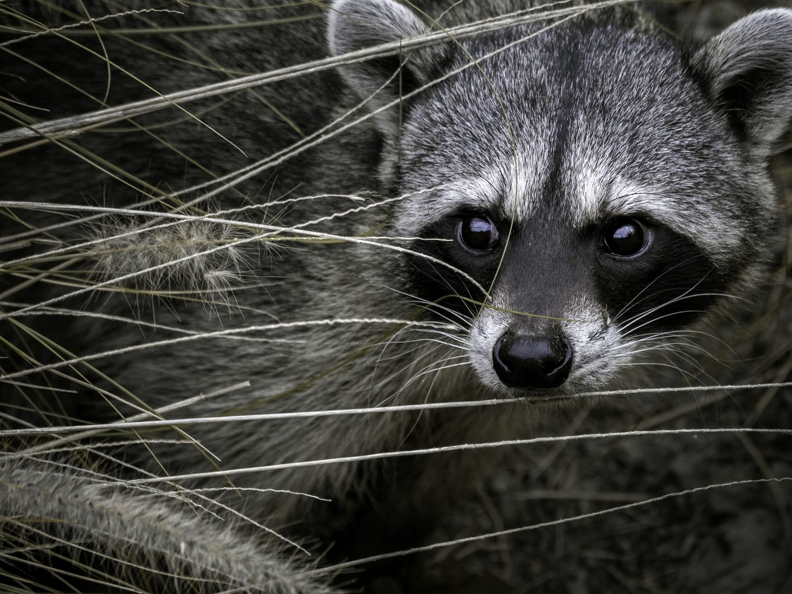 Wildlife removal work near Caryville, TN