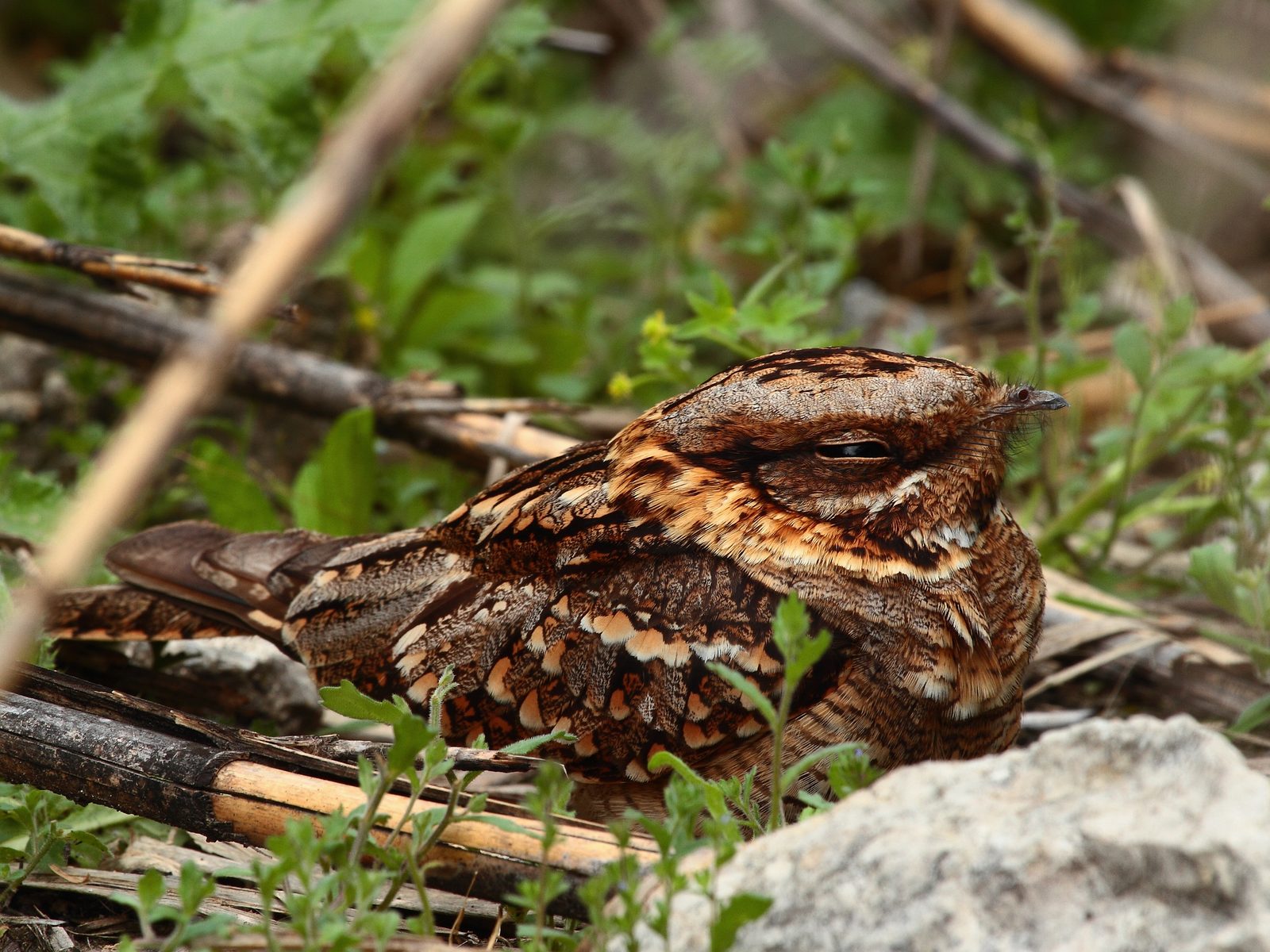 Wildlife removal work near Del Rio, TN