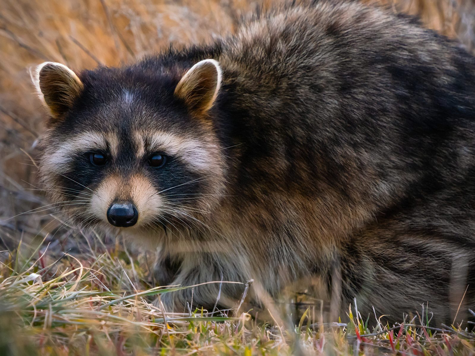 Wildlife removal work near Jonesborough, TN