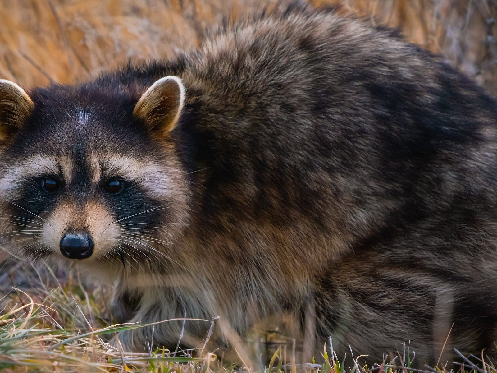 Wildlife removal work near Greenback, TN