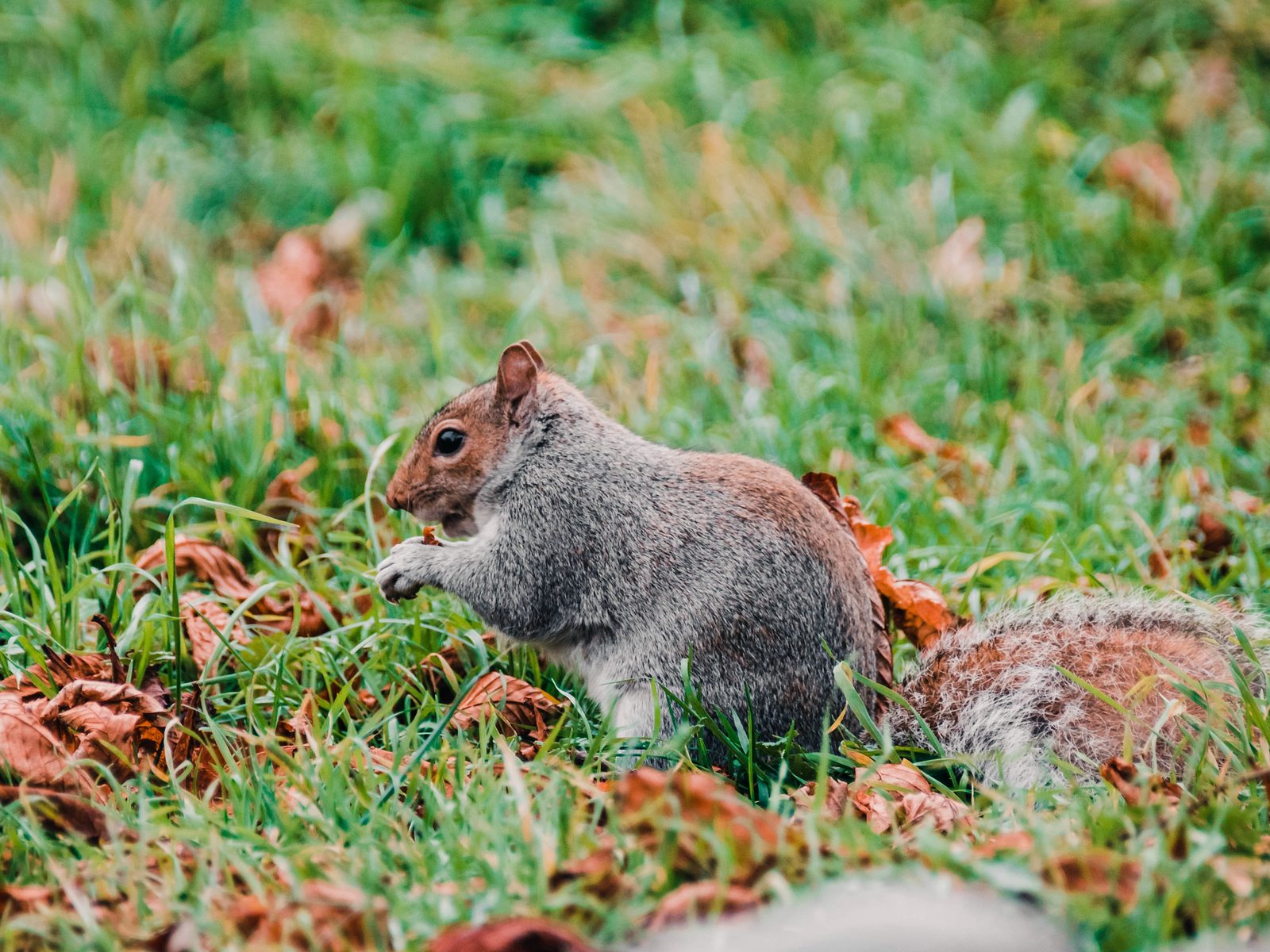 Wildlife removal work near Port St Lucie, FL