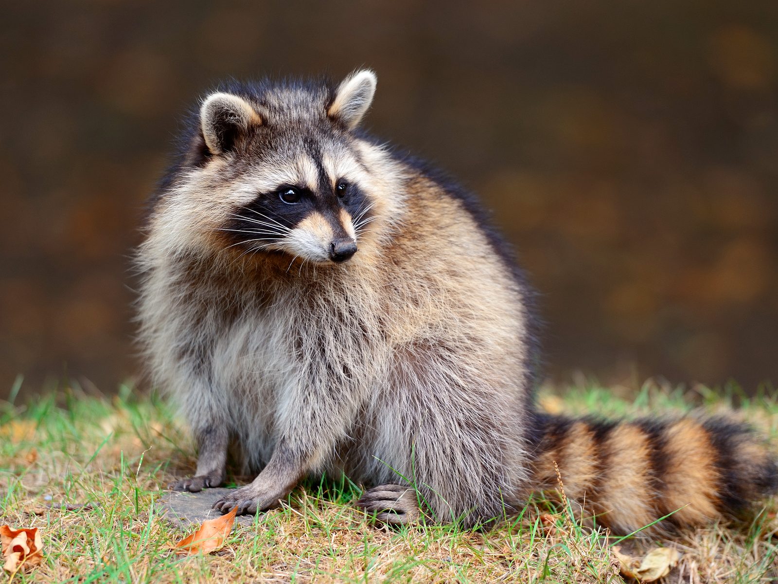 Wildlife removal work near Lehigh, PA