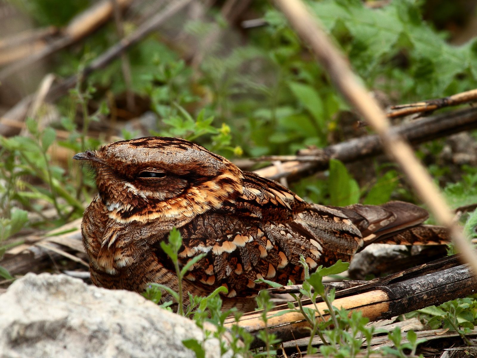 Wildlife removal work near Speedwell, TN