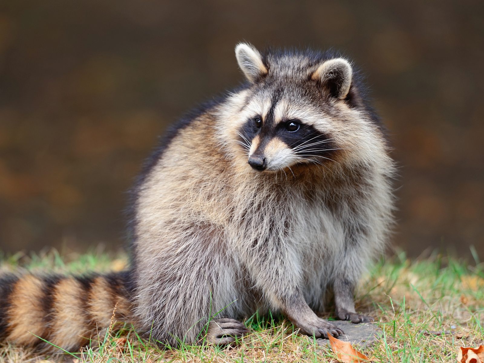 Wildlife removal work near Green Forest, AR