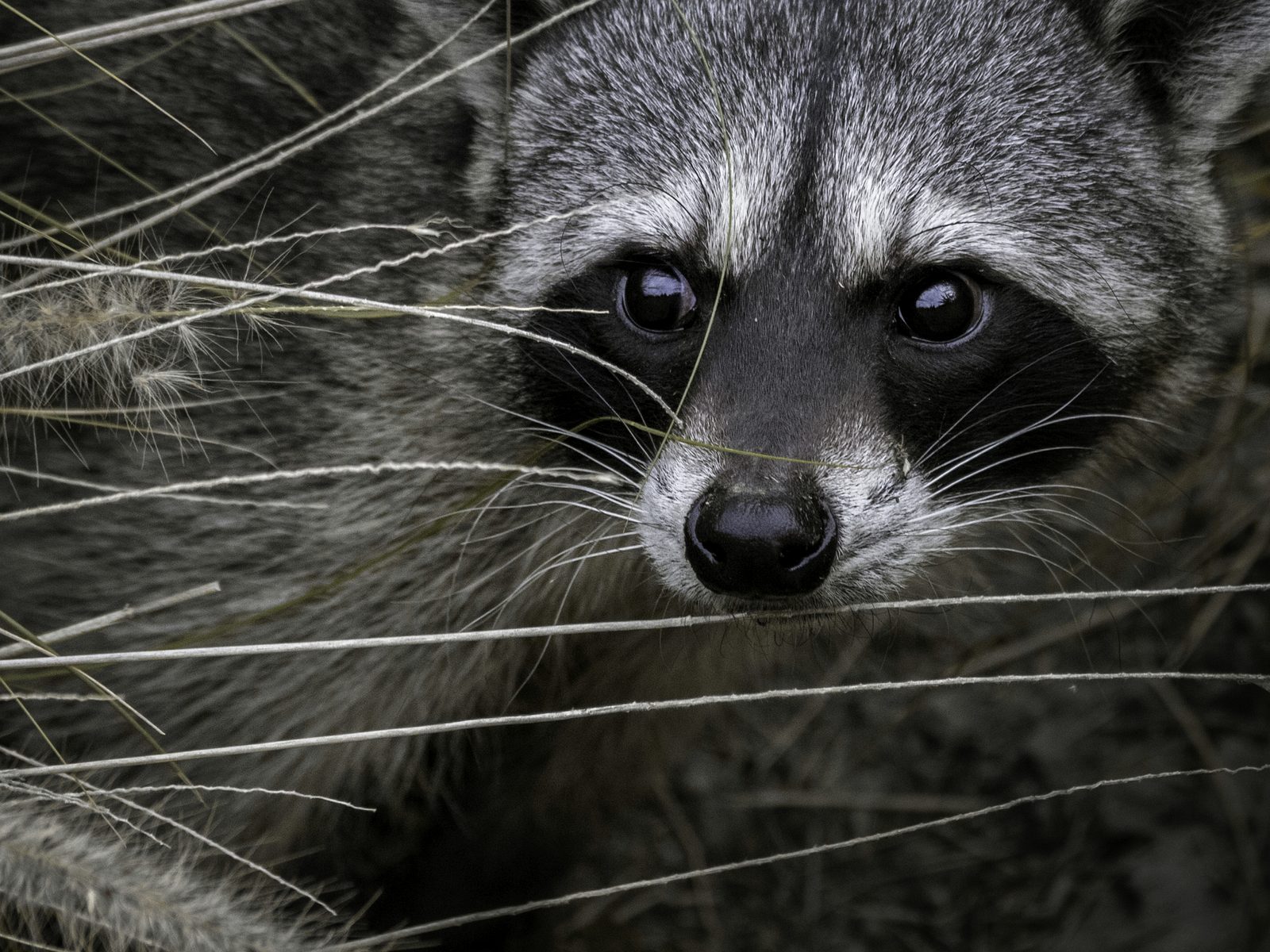 Wildlife removal work near Pineville, MO