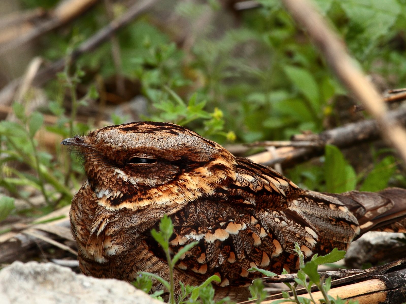 Wildlife removal work near Sebastian, FL