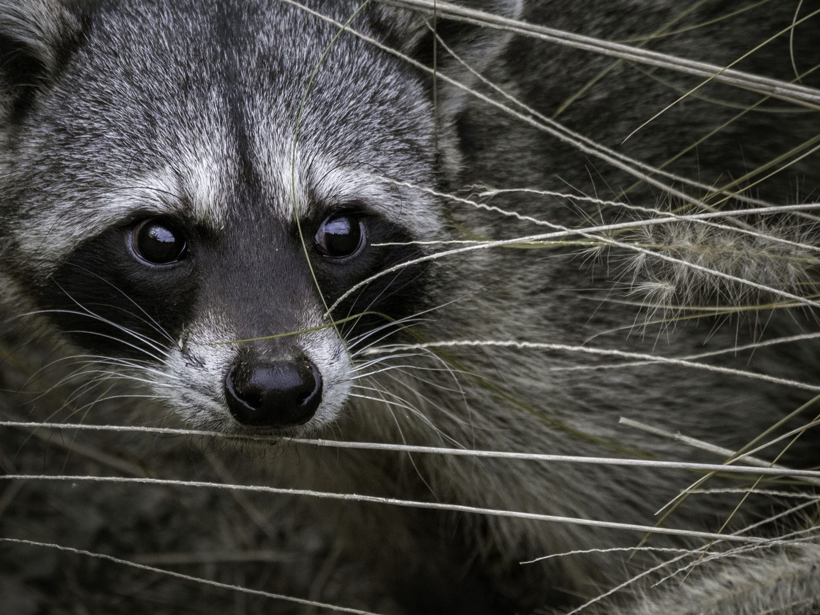 Wildlife removal work near Huntsville, TN