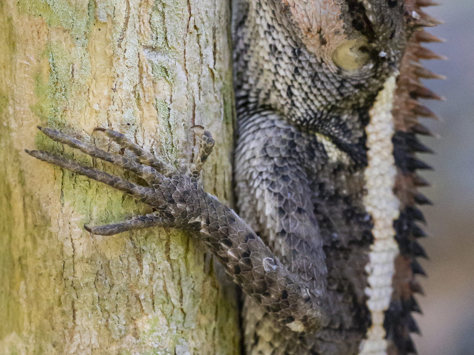 Wildlife removal work near Unicoi, TN