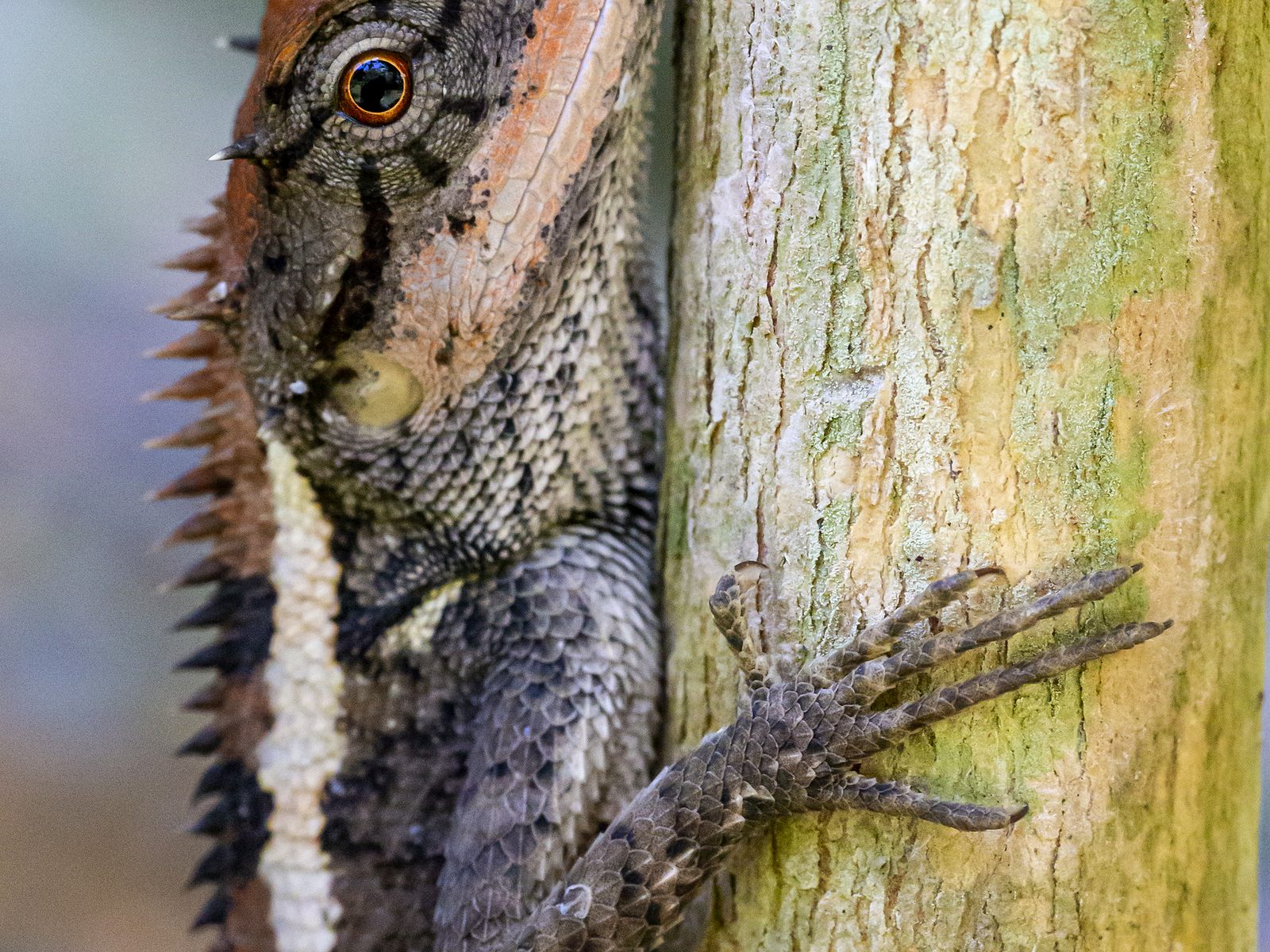 Wildlife removal work near Lincoln, AR