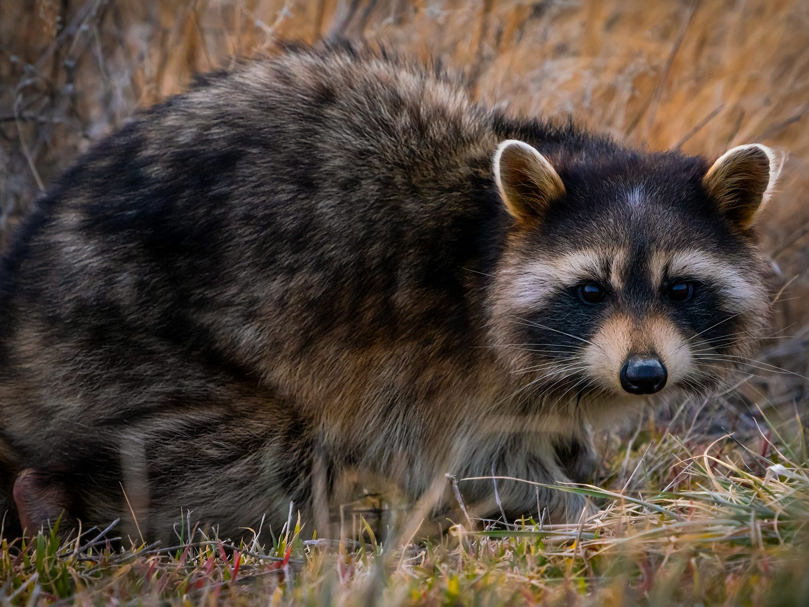 Wildlife removal work near Church Hill, TN