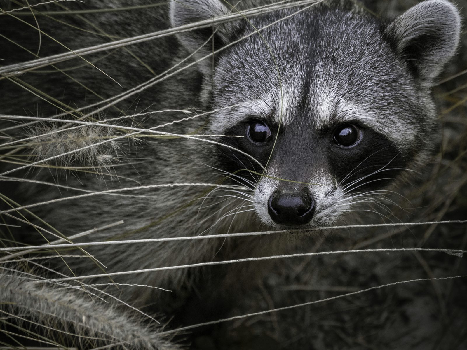 Wildlife removal work near Kingston, TN