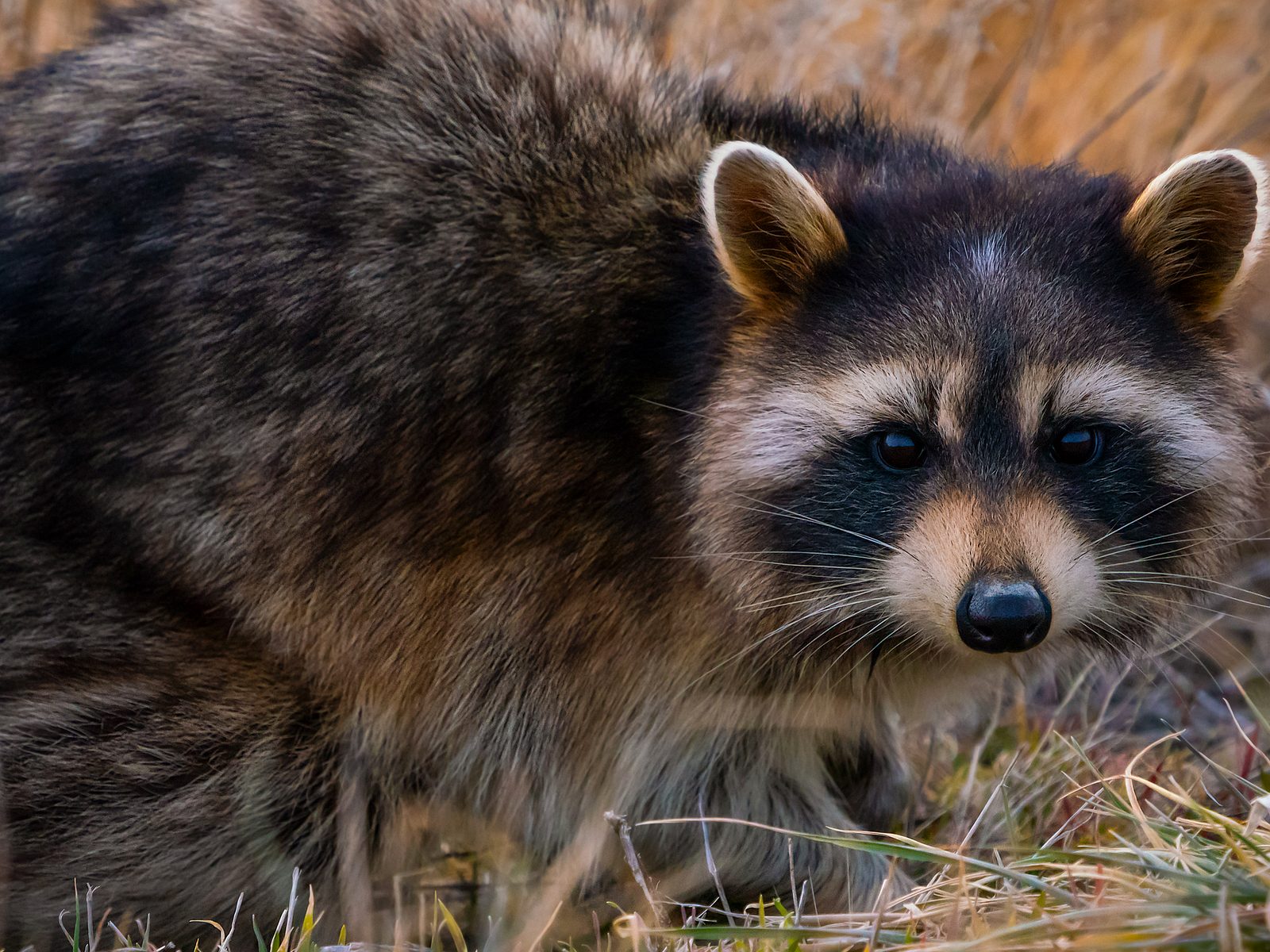 Wildlife removal work near Blaine, TN