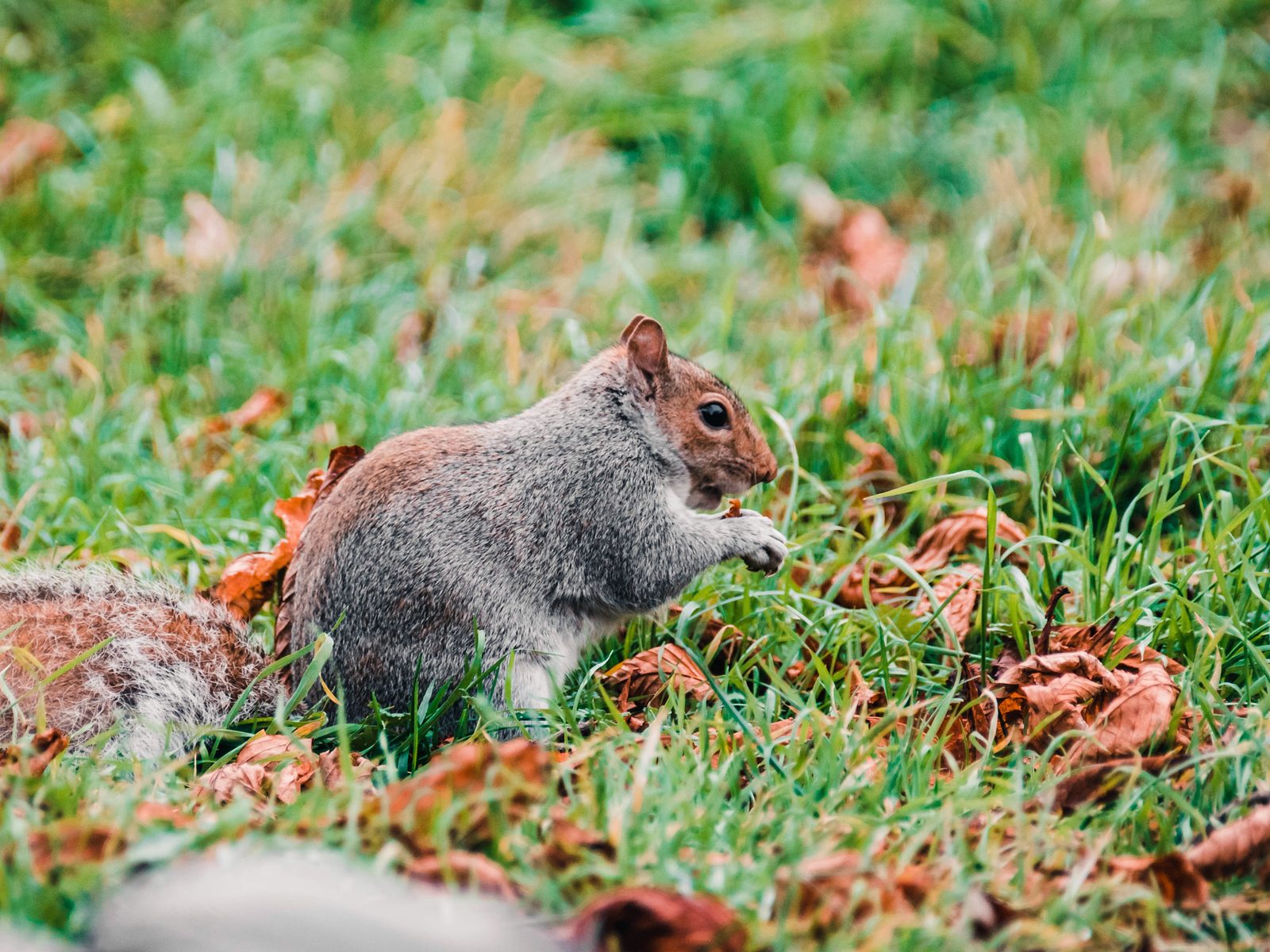 Wildlife removal work near Sevierville, TN