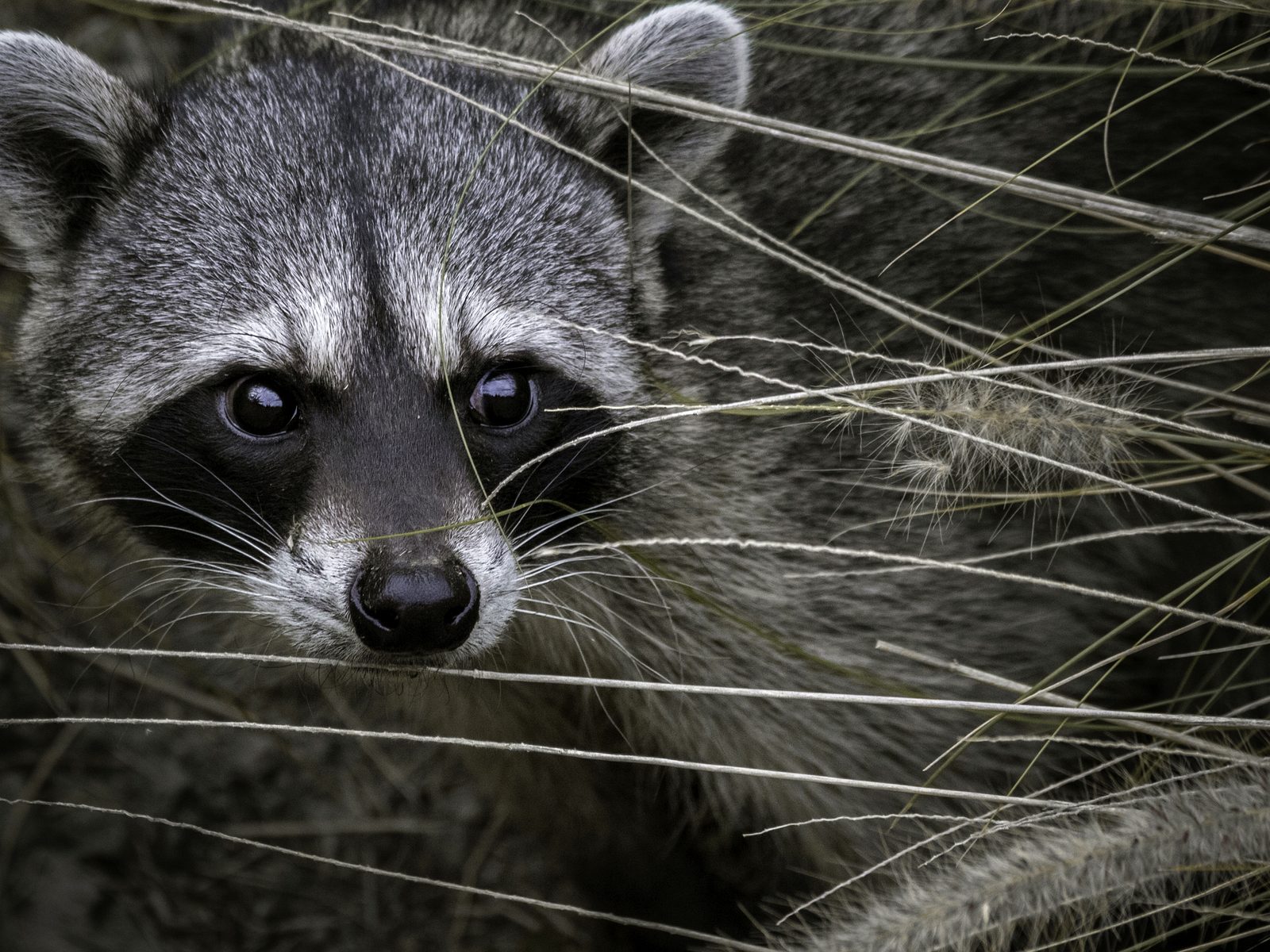 Wildlife removal work near Lead Hill, AR