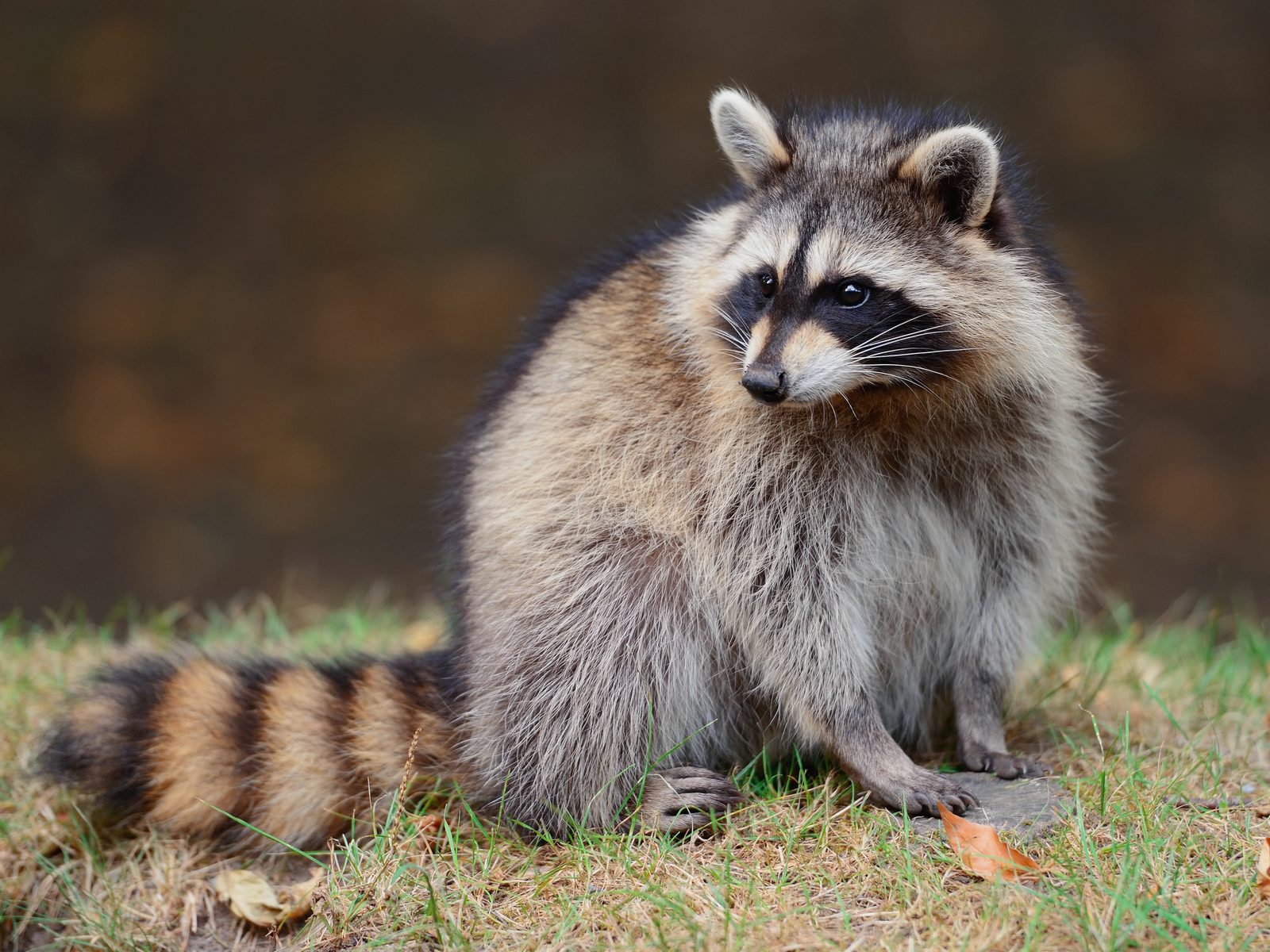 Wildlife removal work near Cosby, TN