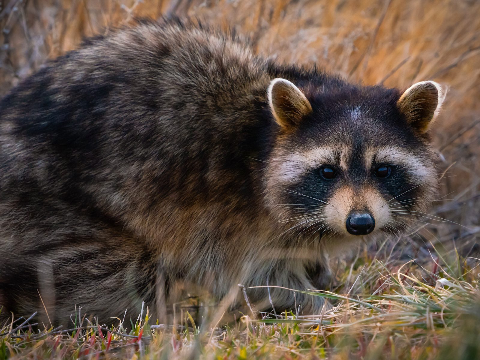 Wildlife removal work near Pennsburg, PA