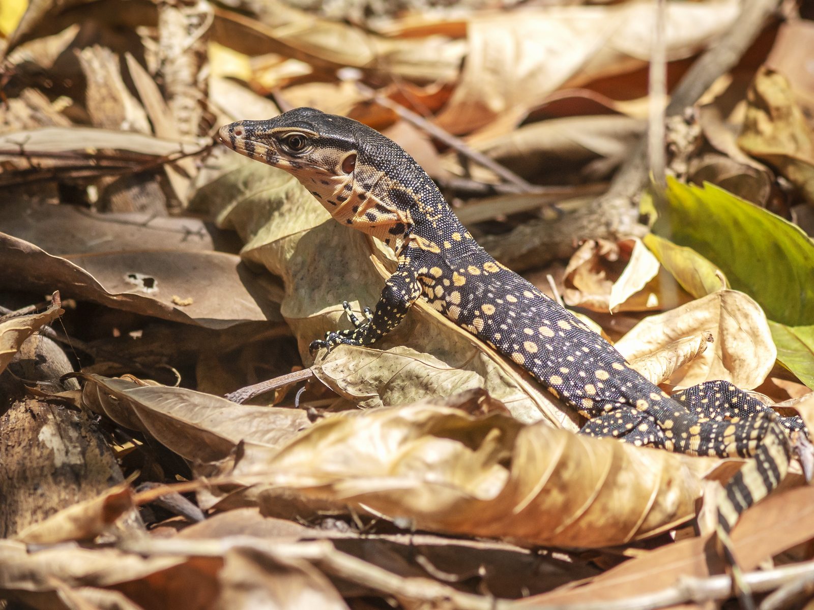 Wildlife removal work near Fresno, TX