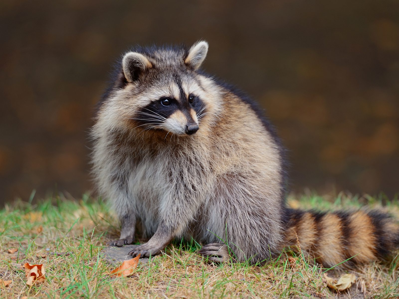 Wildlife removal work near Lavaca, AR