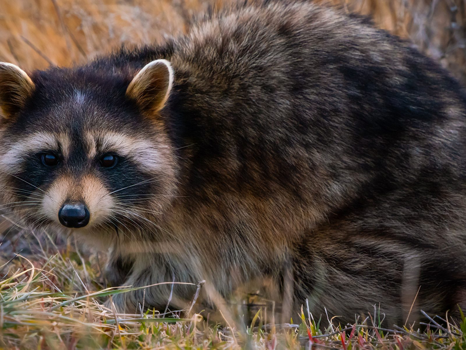 Wildlife removal work near Covington, GA