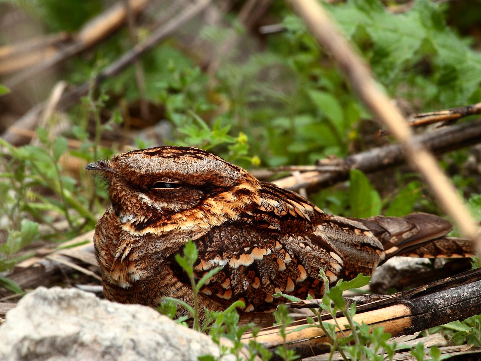 Wildlife removal work near Dexter, MI