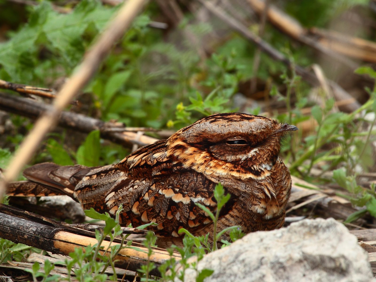 Wildlife removal work near Green Oak, MI