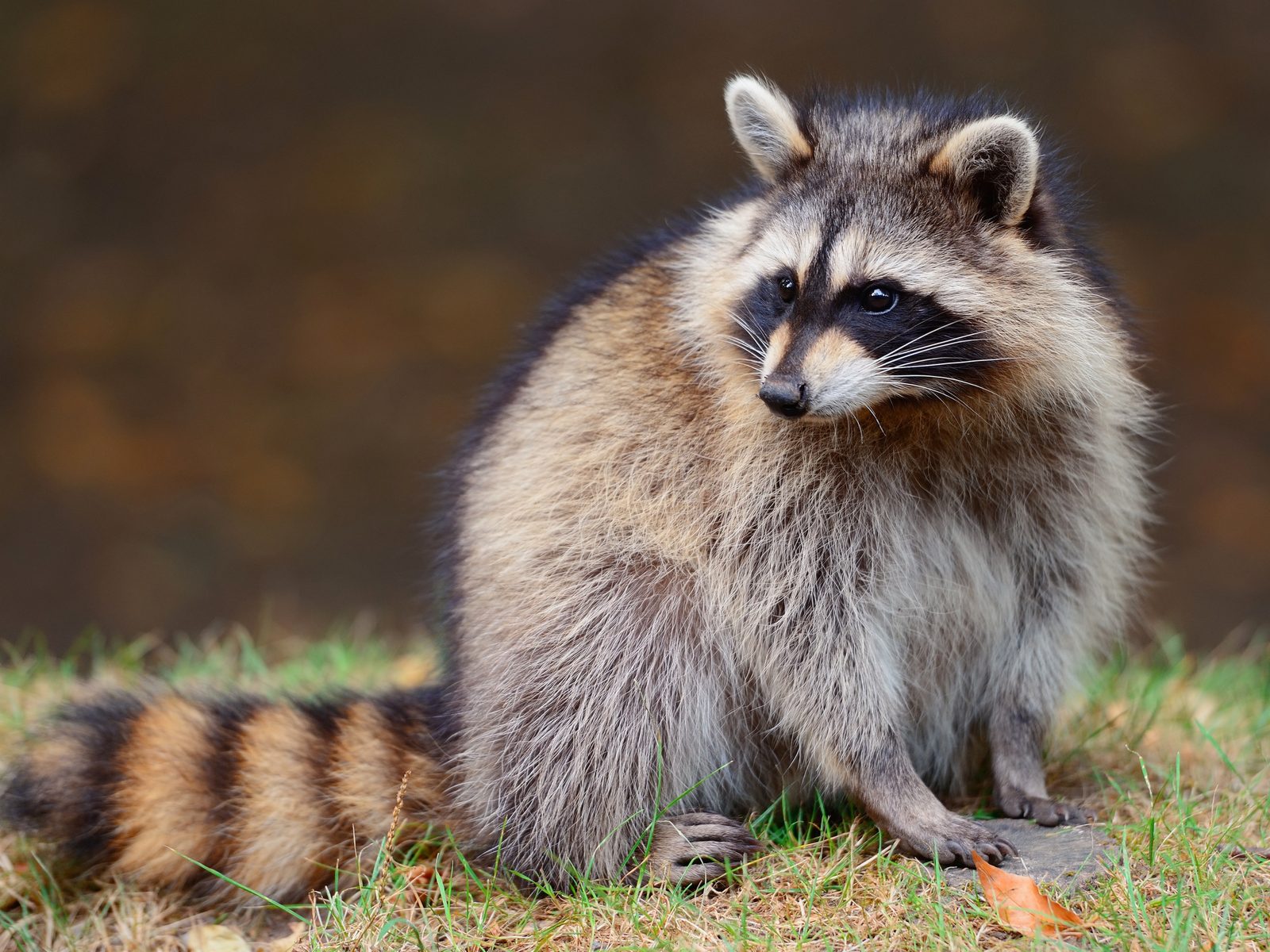 Wildlife removal work near Missouri City, TX