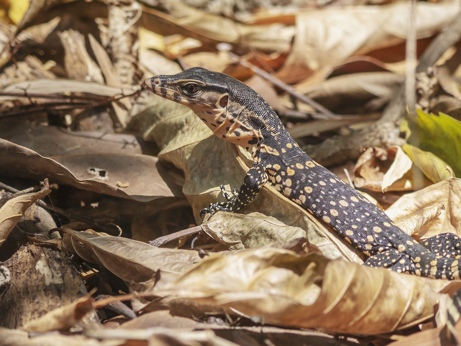 Wildlife removal work near Gatlinburg, TN