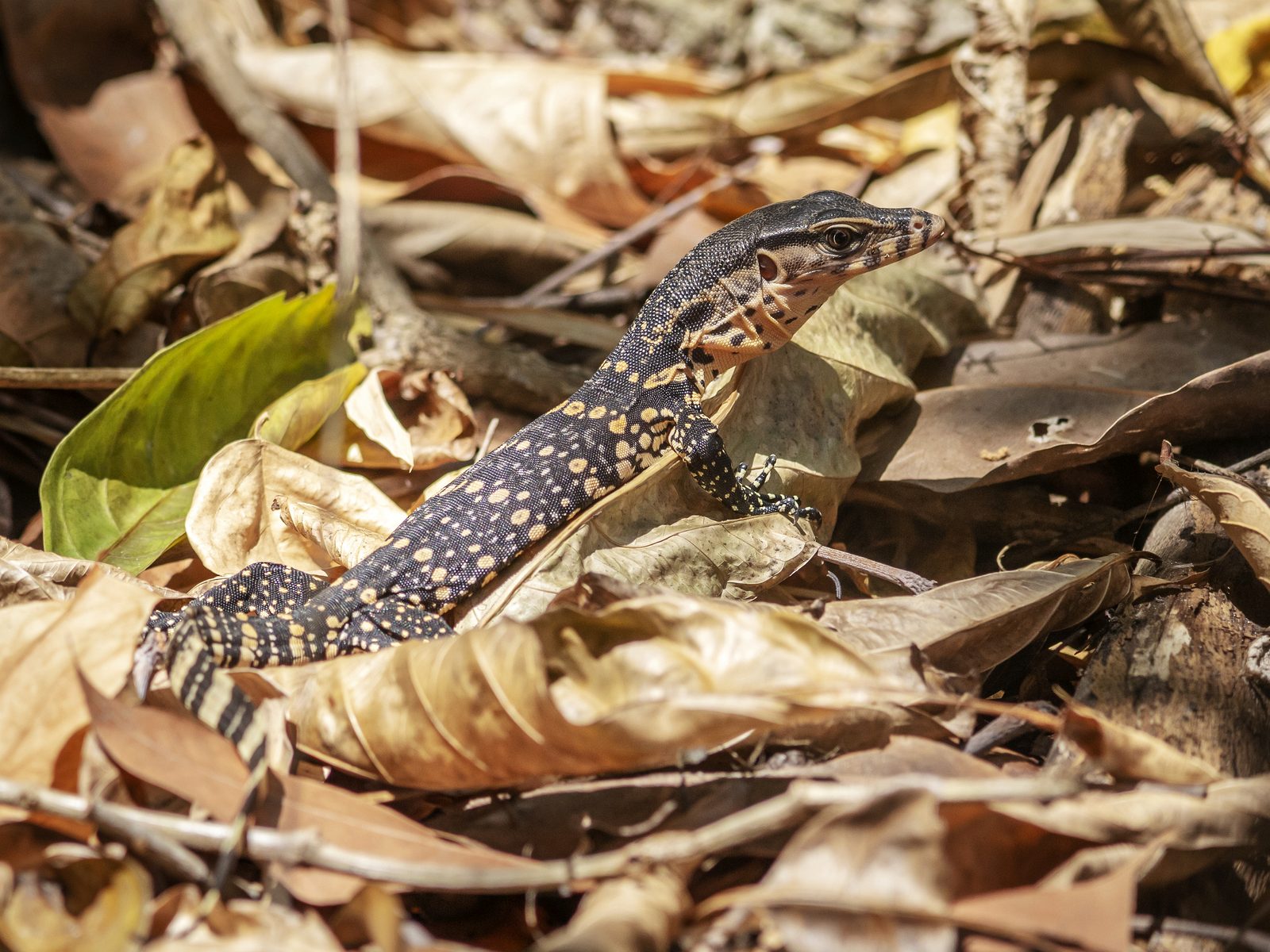 Wildlife removal work near Centerton, AR