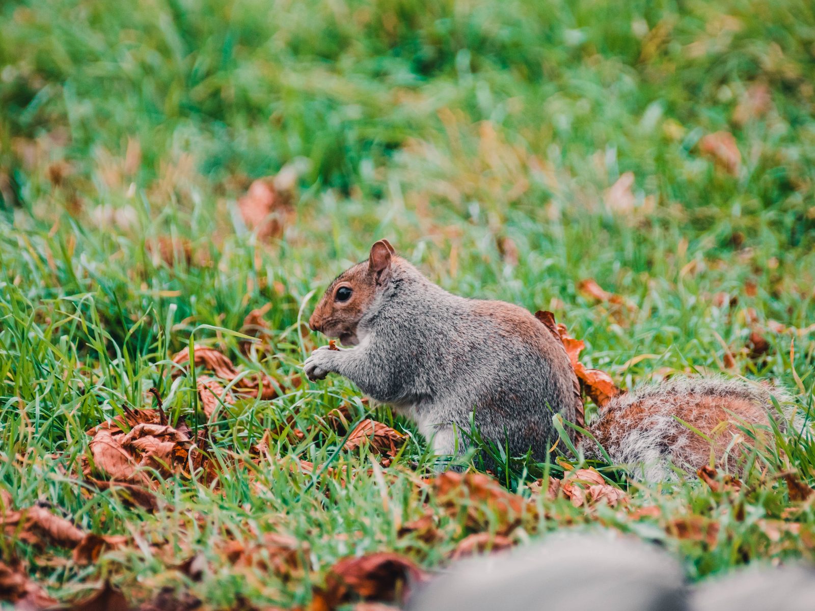 Wildlife removal work near Holly, MI