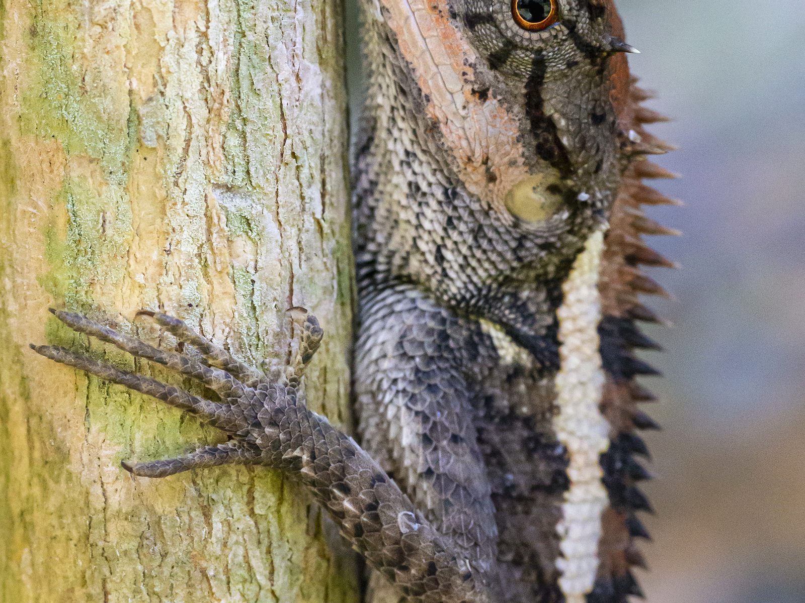 Wildlife removal work near Seymour, TN