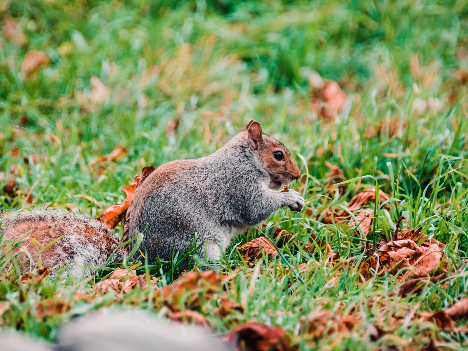 Wildlife removal work near Upper Macungie, PA