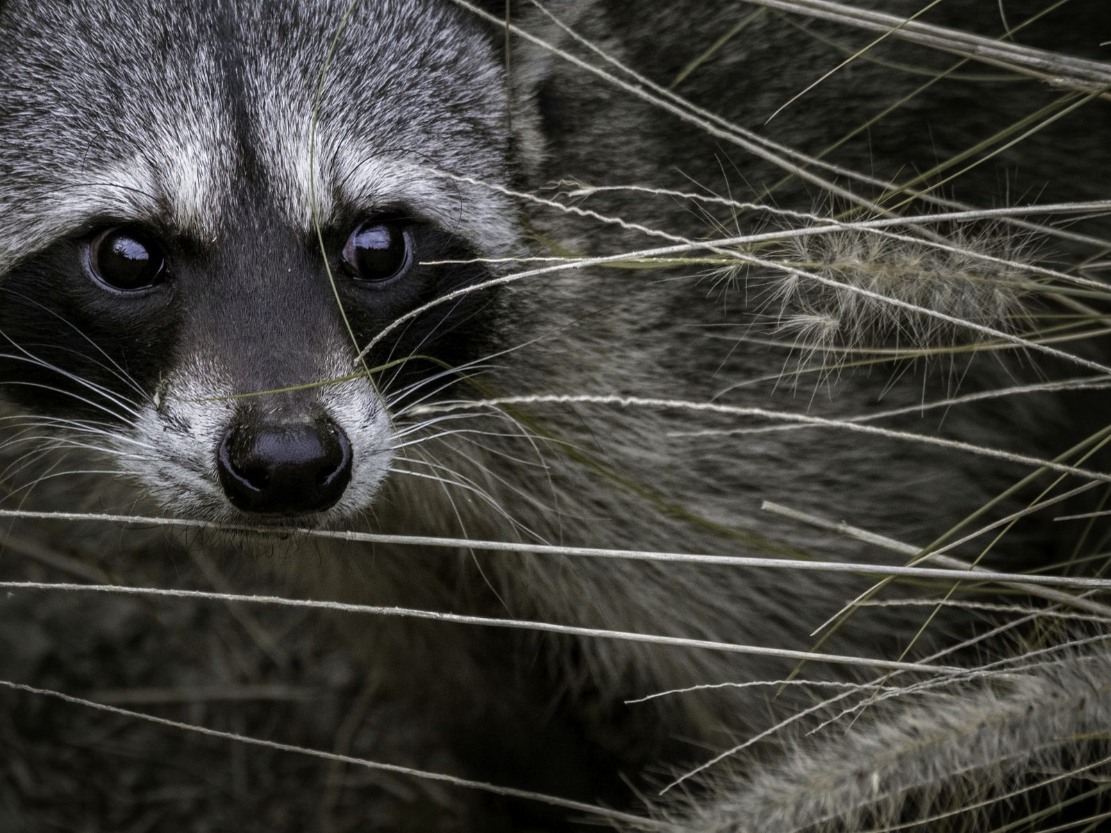 Wildlife removal work near St Paul, AR