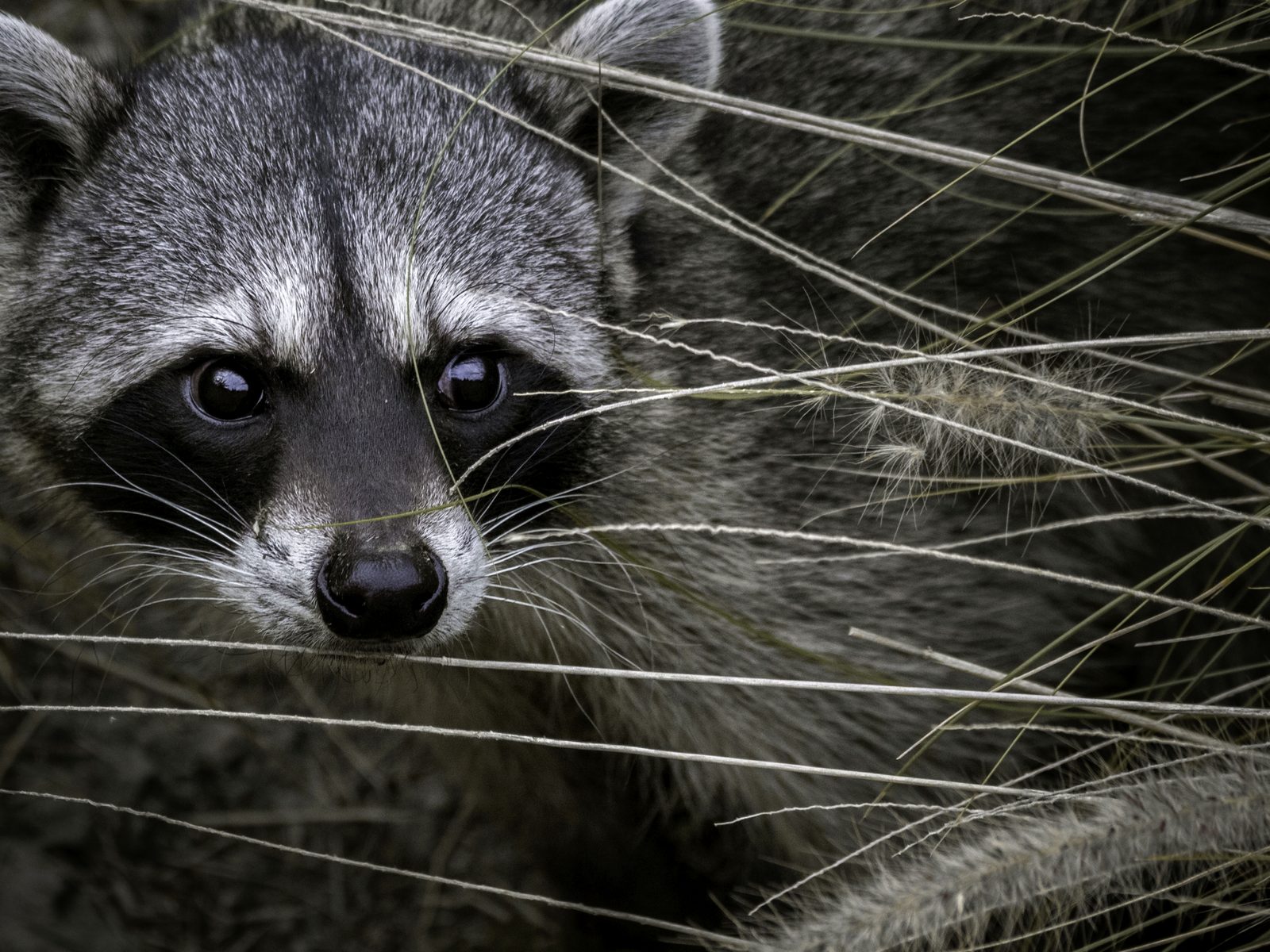 Wildlife removal work near Butler, TN