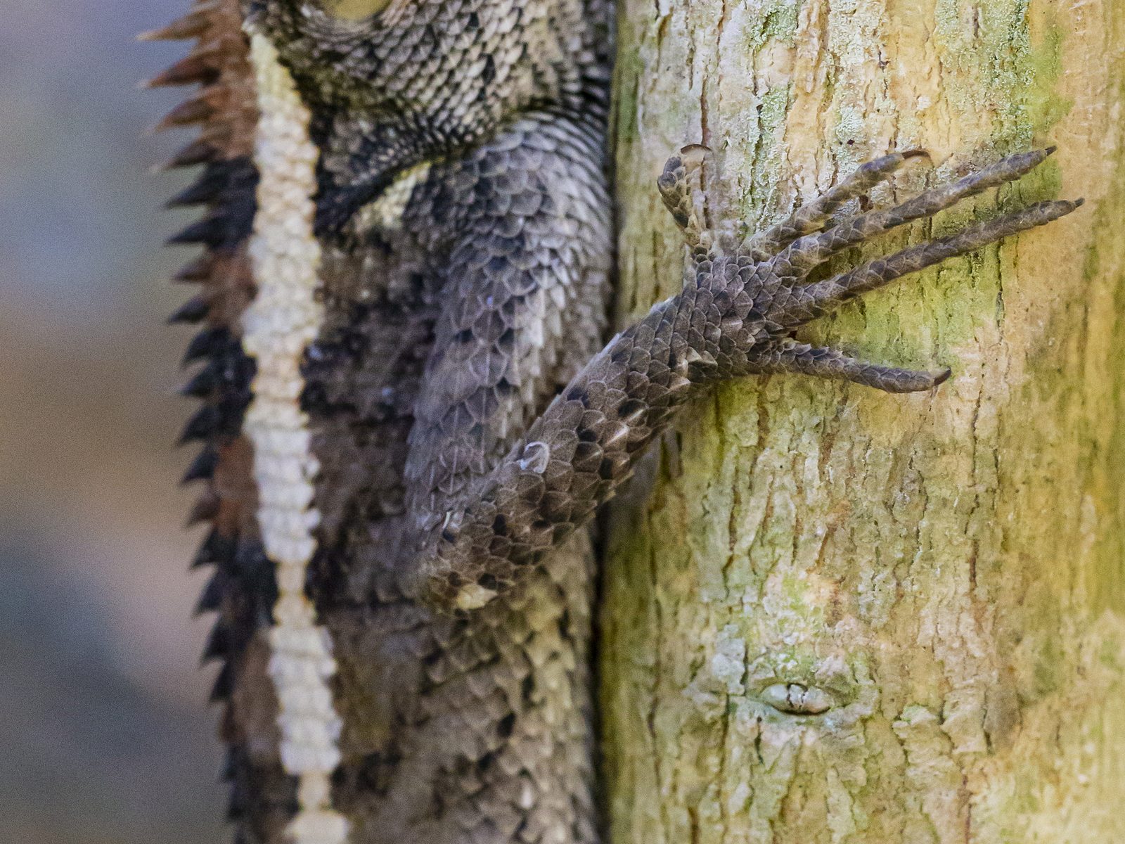 Wildlife removal work near Johnson City, TN