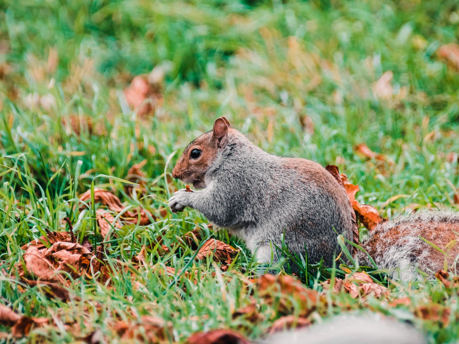 Wildlife removal work near White Lake, MI