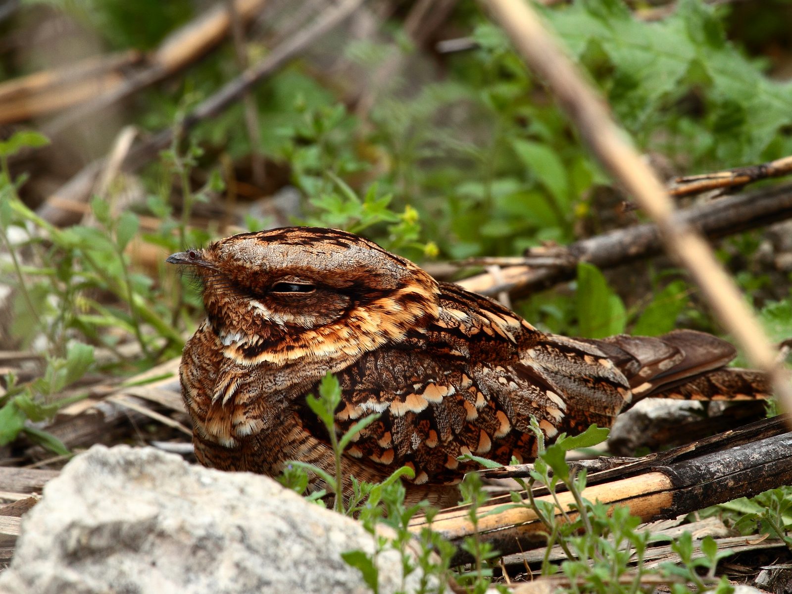 Wildlife removal work near Mosheim, TN