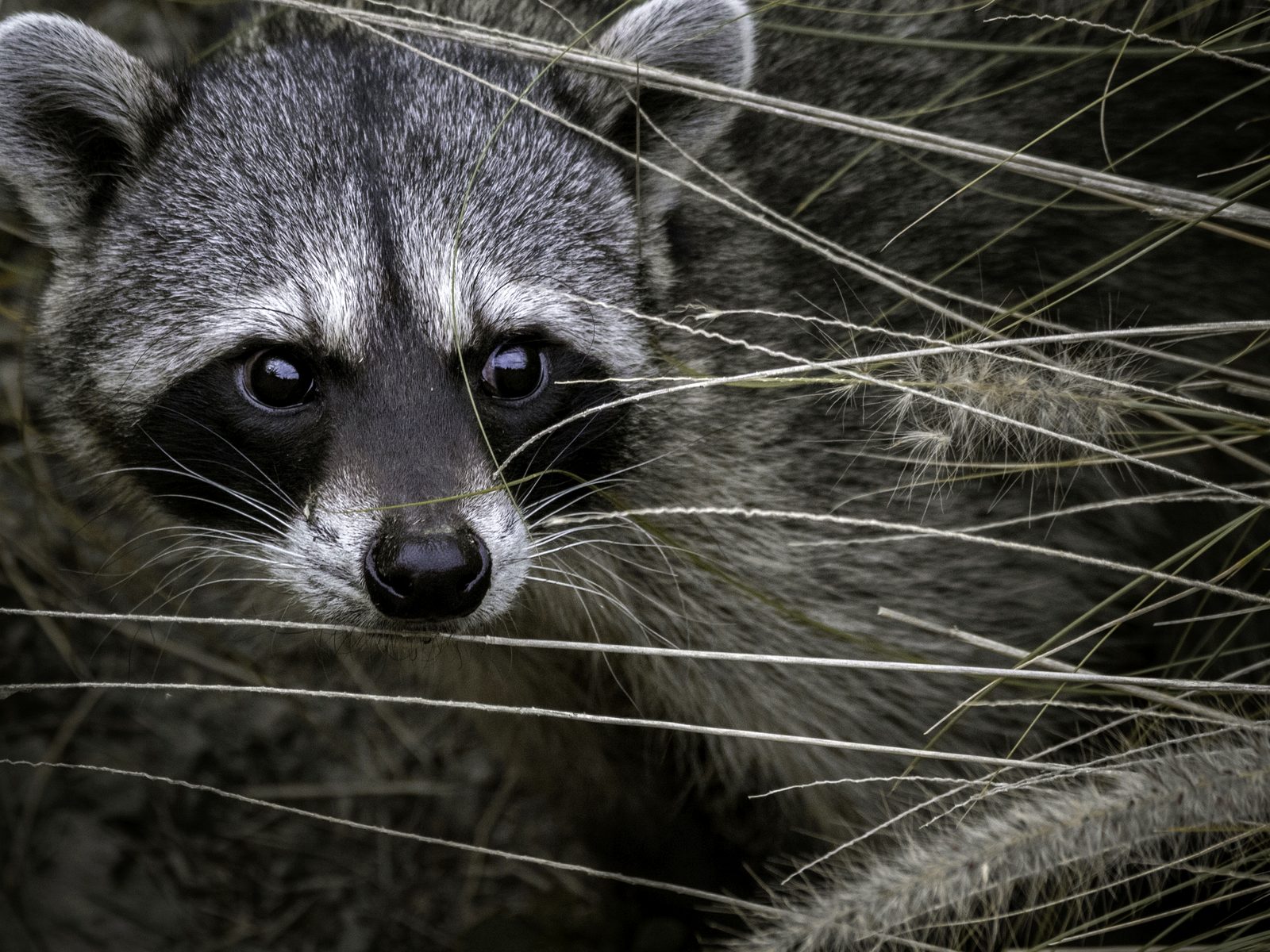 Wildlife removal work near Knoxville, TN