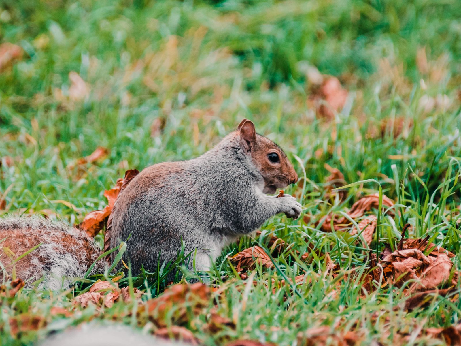 Wildlife removal work near Whitesburg, TN