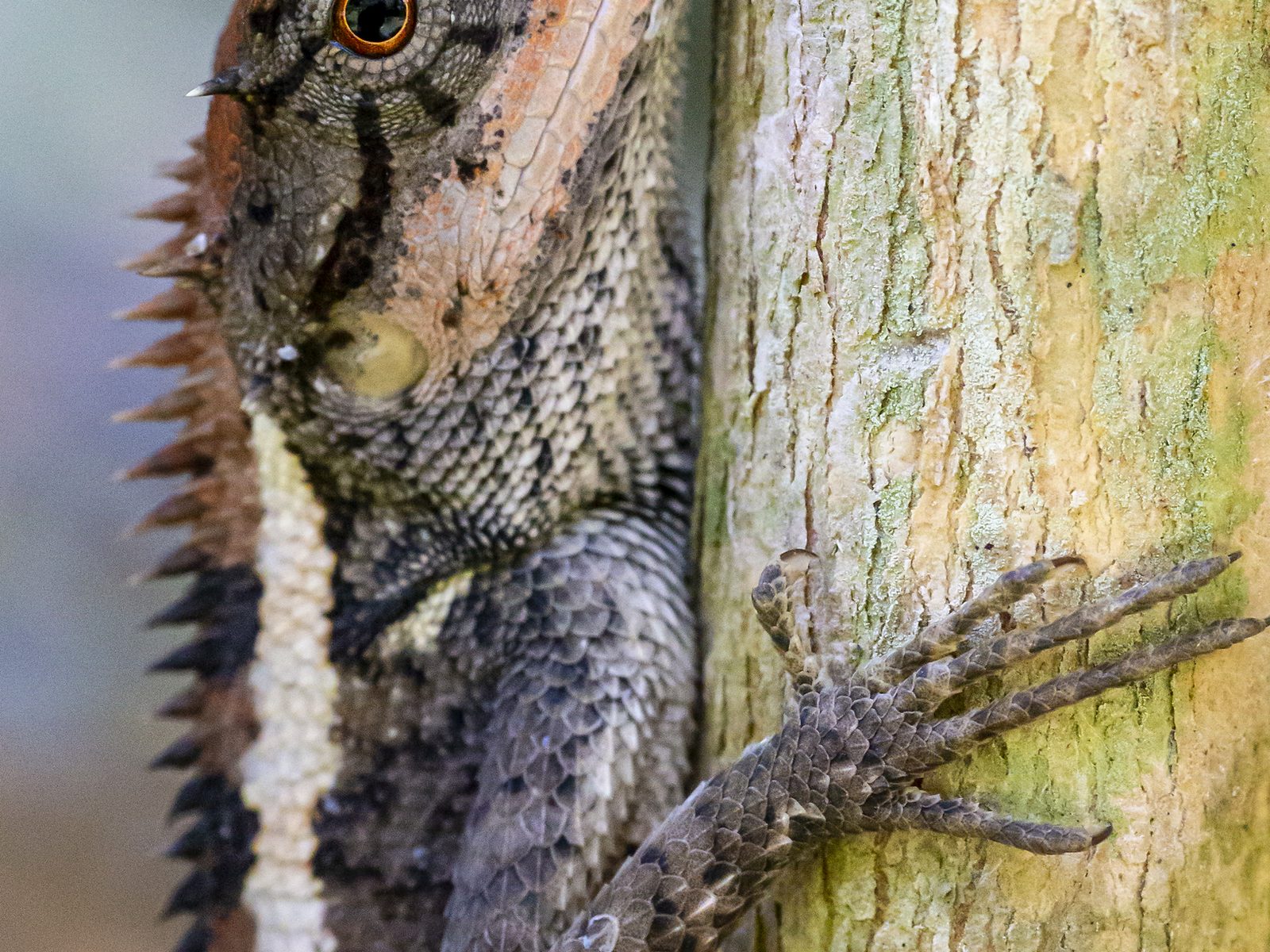 Wildlife removal work near La Follette, TN