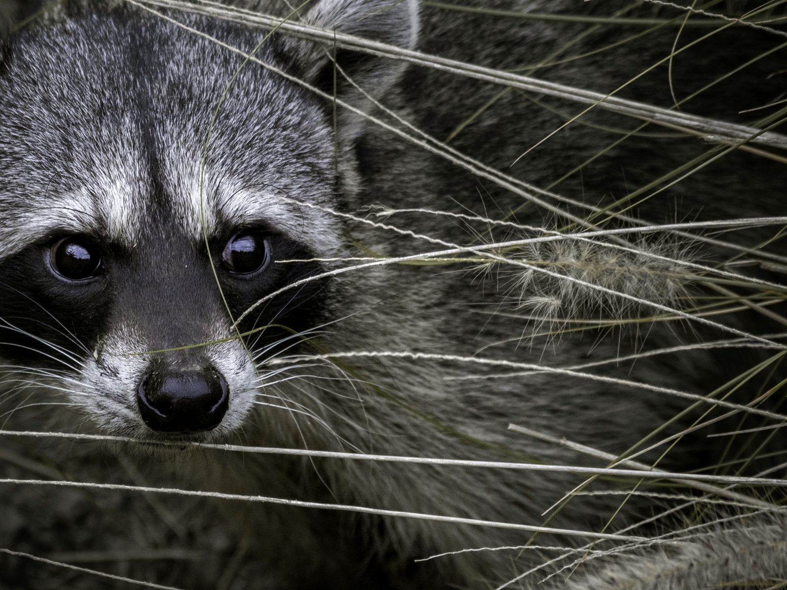 Wildlife removal work near Canton, MI