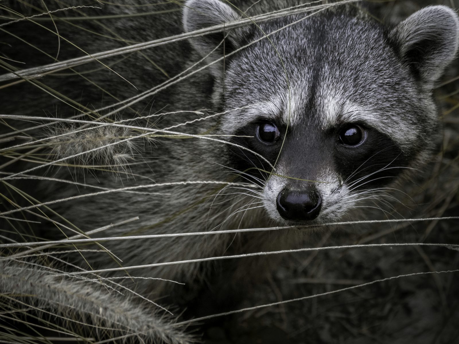 Wildlife removal work near Madison, GA