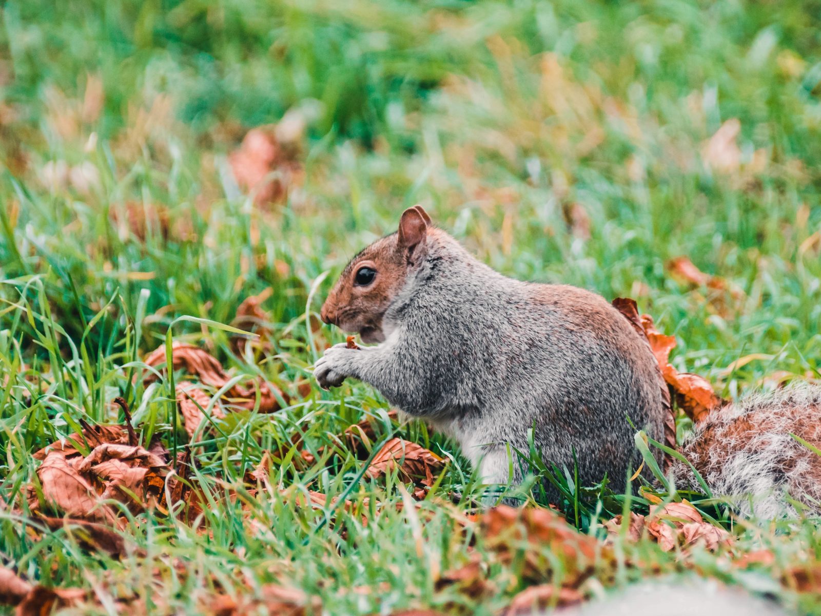 Wildlife removal work near Rocky Top, TN