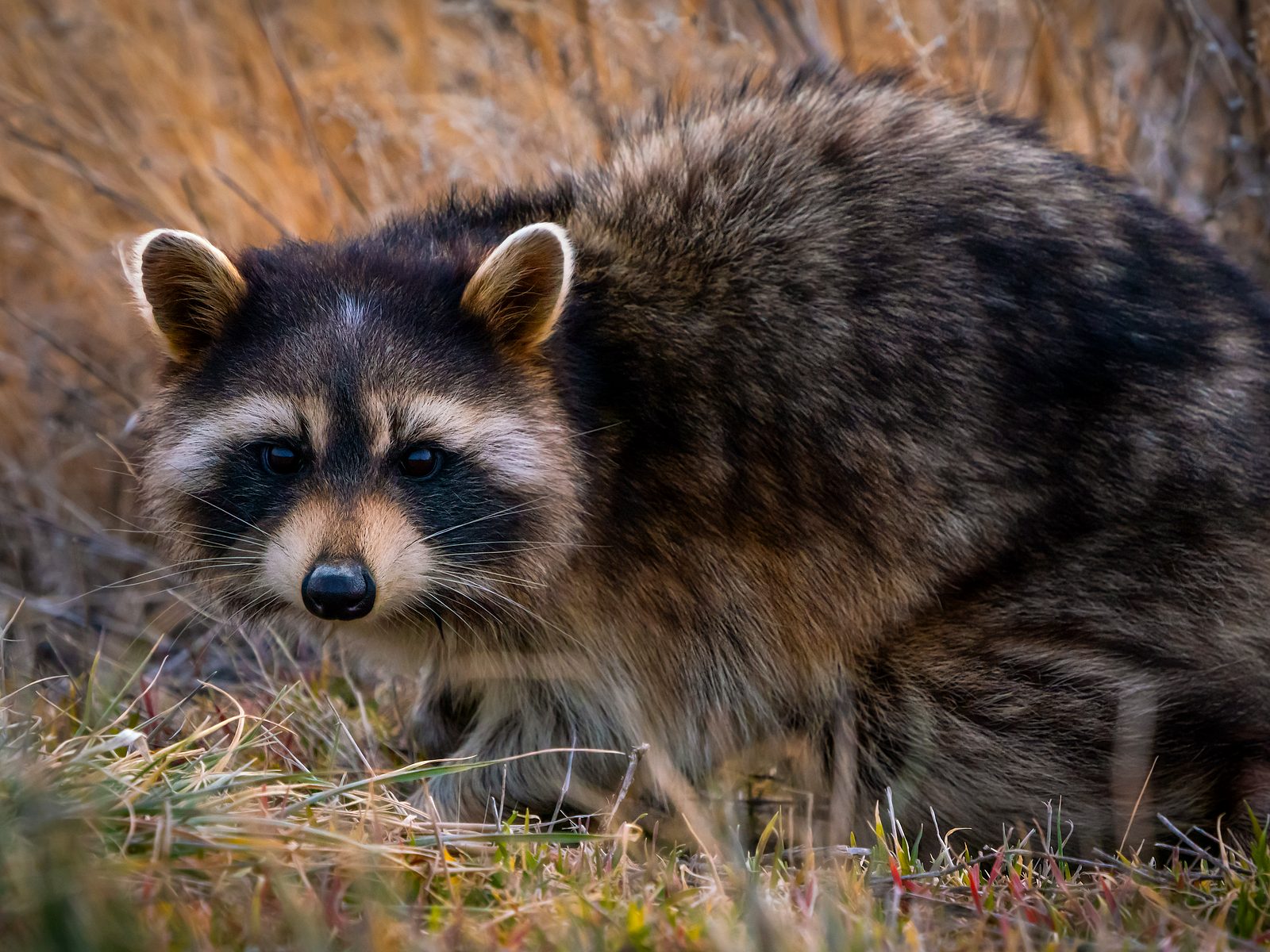 Wildlife removal work near Bloomfield, MI
