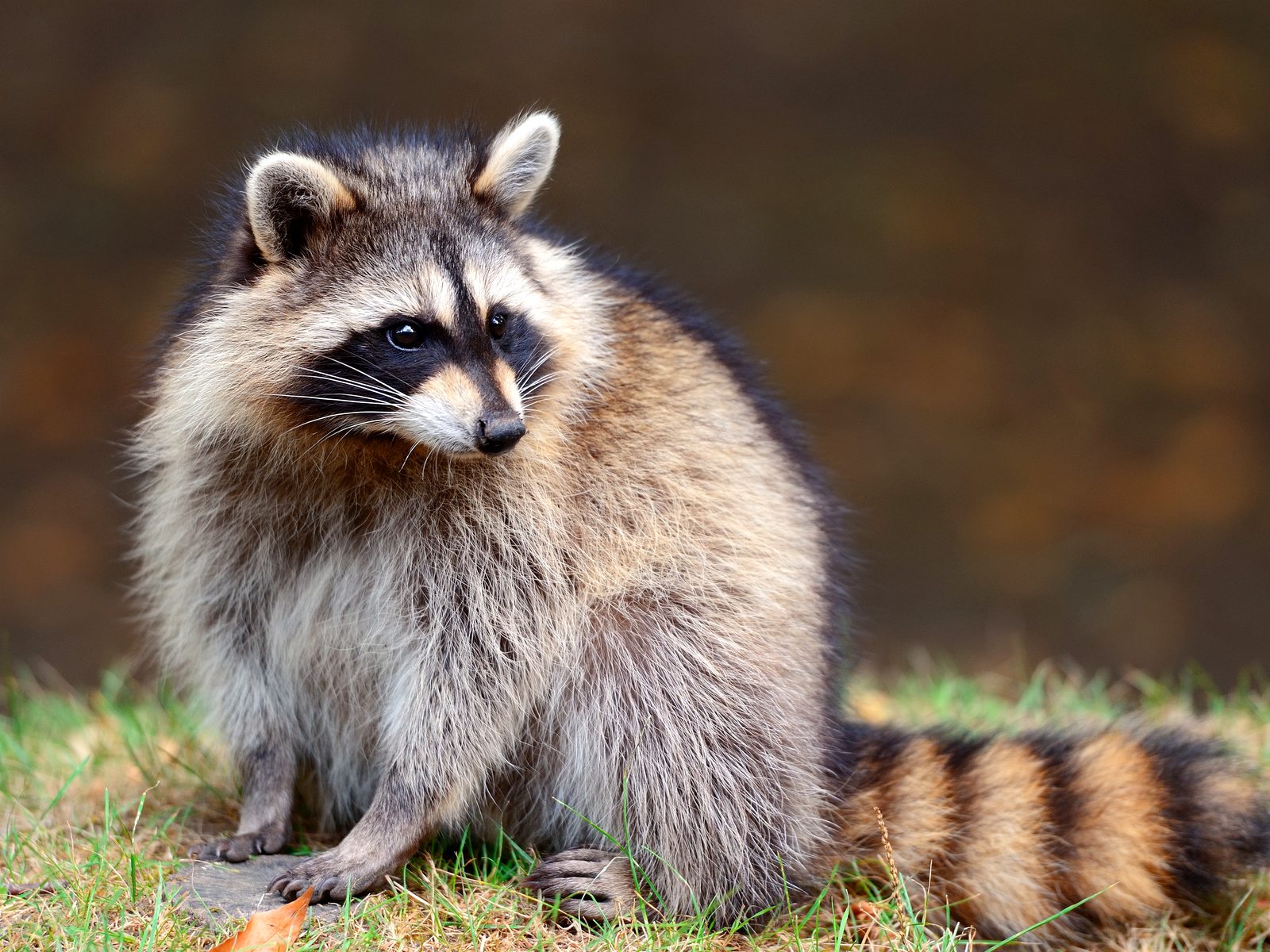 Wildlife removal work near Fort Pierce, FL
